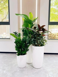 宁波余姚盆景租摆，服务绝佳，开启精致生活！